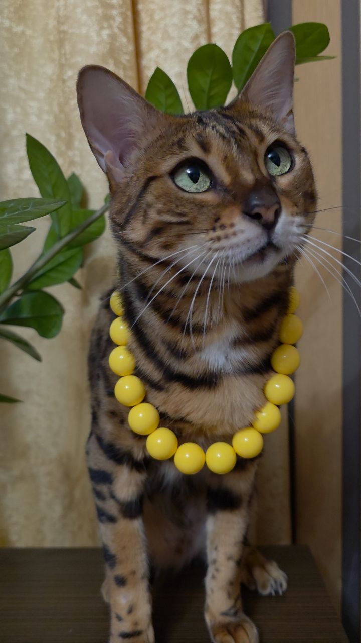 afina_zeus в LOOKY. #коты,#мыизкотограма,#бенгальскаякошка,#бенгалы,#красивыекошки,#видосики,#котикмой,#котмодель,#высокаямода,#looky_official,#looky_кошки,#looky_контент. Приветик друзья!
Ещё...