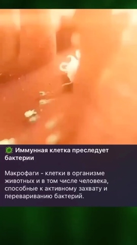 Nevidel in LOOKY. . Иммунная клетка и ба...