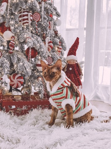 Fluffy_347 в LOOKY. . Кирюшка 🥰🎄

[#дево...