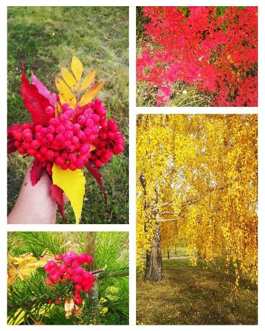 olga_pl в LOOKY. #осень2023. Осенью природа меняе...
