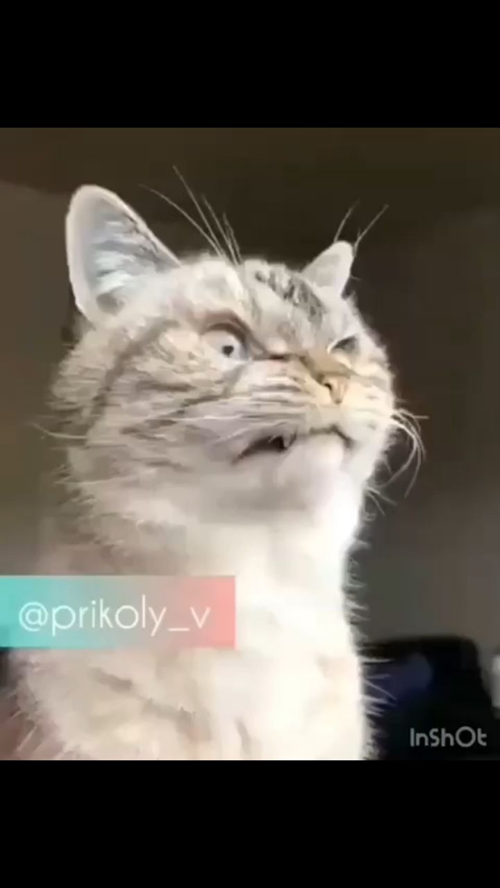 MEDVEDVZ в LOOKY. . 