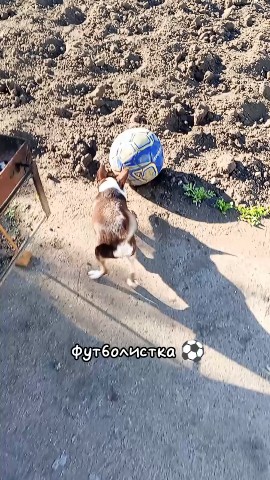 dinazavrik.0_0_ в LOOKY. . Развлекаемся как мож...
