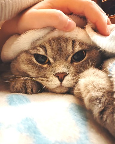 AleksWu в LOOKY. #кот,#cat. Отдыхает.
#кот #cat