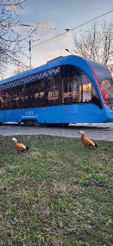 Looky_1671690955207 в LOOKY. #москва,#трамвай,#огарь,#останкино,#рассвет,#фото,#мобильноефото,#СВАО,#LOOKY_топ. Никогда не бегайте з...