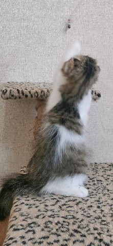 Вислоухие шотландские котята в LOOKY. #котята,#милота,#мимими,#кот,#фолд,#скоттишфолд,#шотландский,#шотландскиекотята,#шотландскийвислоухий,#продажашотландскихкотят,#. Продажа. 
Котик, хай...