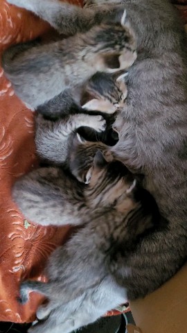 Ирина в LOOKY. . Котята (борьба за пр...