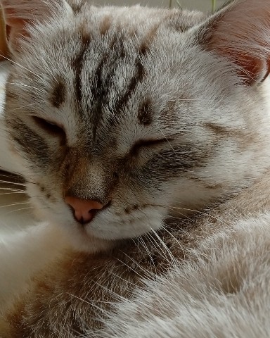 Looky_1706457116070 в LOOKY. #китя,#котик,#❤. #китя #котик #❤