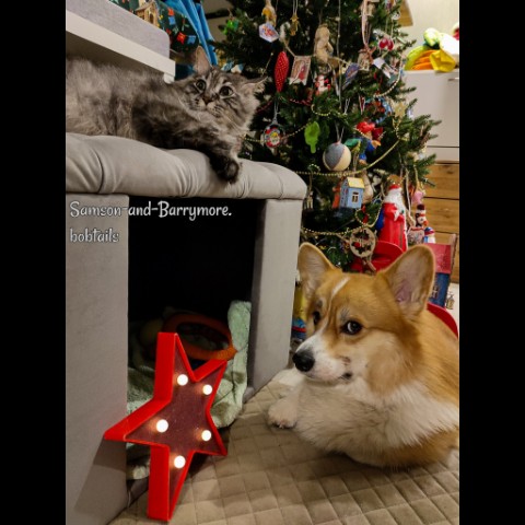 samson_and_barrymore.bobtails в LOOKY. #безкотаижизньнета,#мыизкотограма,#looky,#looky_топ,#looky_official. .
Ну-с, начну с позд...