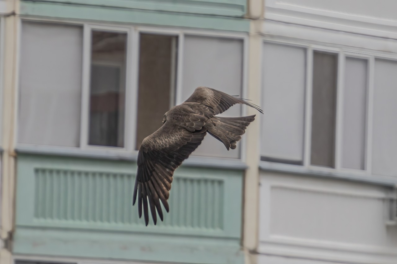 MaratAMF в LOOKY — фото 5