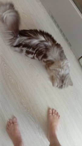 darenka_little в LOOKY. #коты. Утренний ритуал 
#пи...