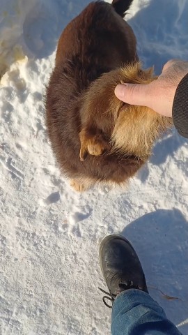 Местные истории в LOOKY. . Это мои собакены, Ка...