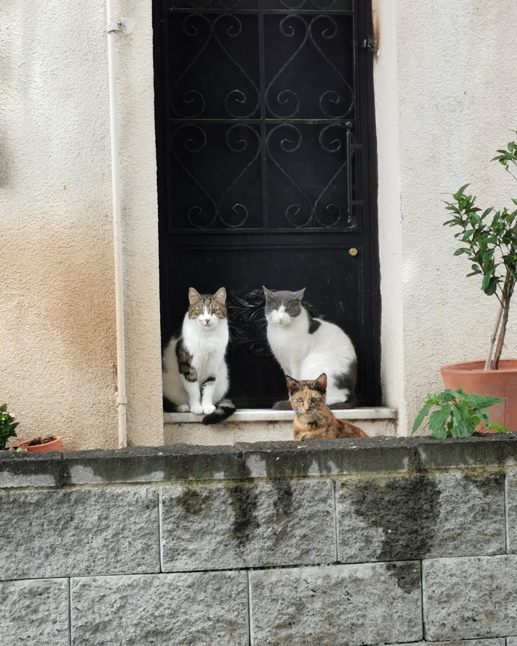 Looky_istanbul в LOOKY — Разрешили мне себя сфотографировать📸 😃

#котики#питомцы #с