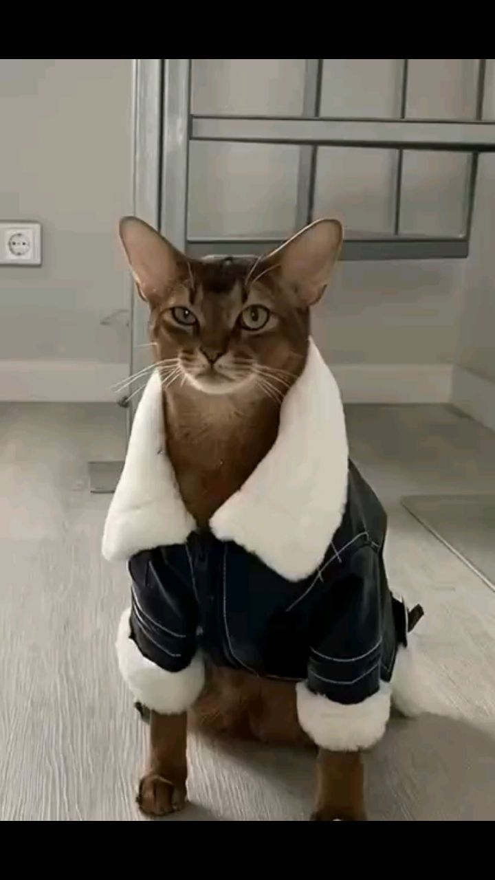 Волька в LOOKY. . Мой кот Моня поздрав...