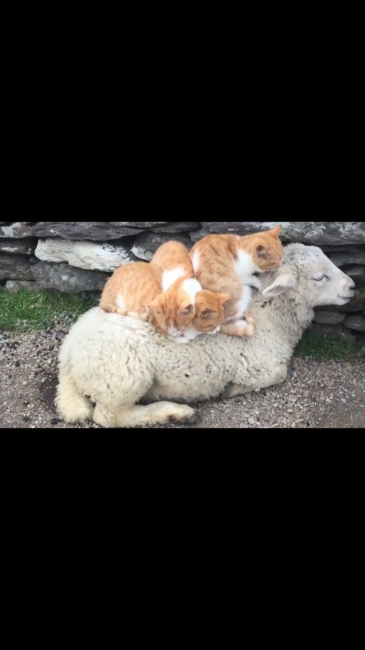 fuuny в LOOKY. . Устроились