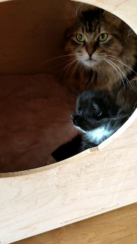 gardemarincat в LOOKY. #gardemarincat. Когда мама кормит та...
