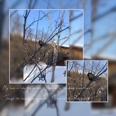 Looky_1702879597803 в LOOKY. #Зимнедачное. [#дачныерадости](дач...