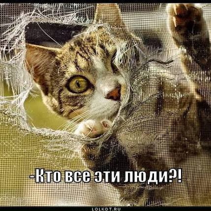 Ну, мы так не договаривались😈 Я понимаю одна-две рекомендации в ленте, но не всё же. Пока до своих родных доберёшься ногу сломаешь или глаза. Ужас полный [#крикдуши ](крикдуши)