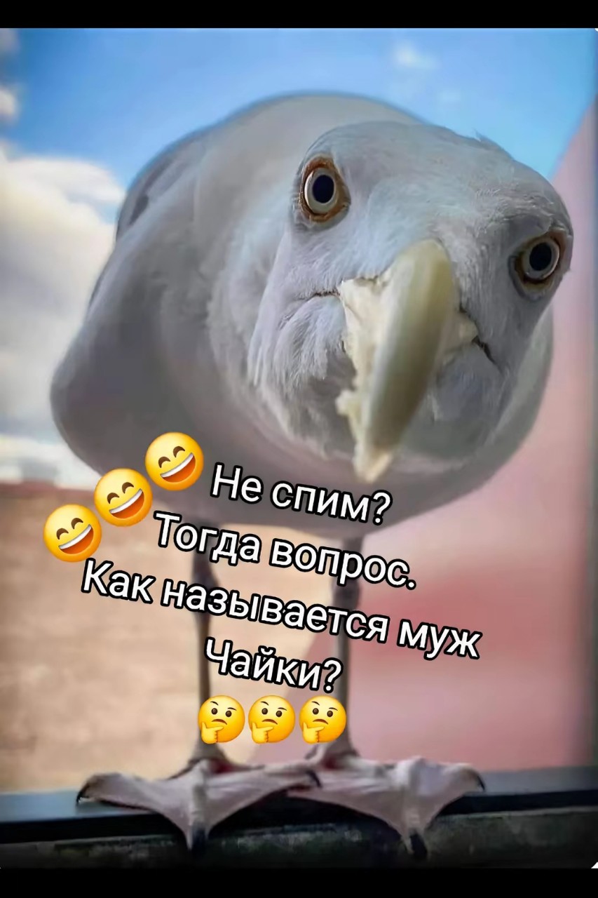 А и правда. Ведь чайка это женский род. Тогда действительно, как назвать мужа чайки? 
#природа
#красота
#животные