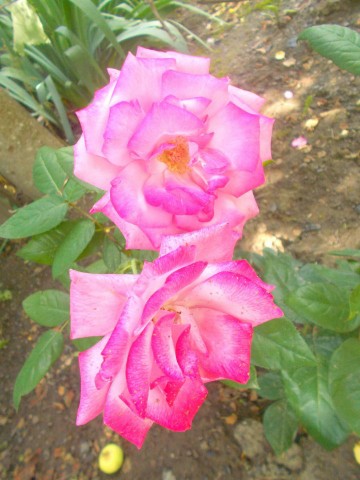 Looky_176539158249016 в LOOKY. . 