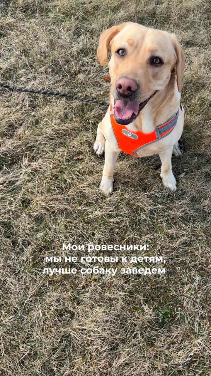 На связи лабрадор Бен-Бен в LOOKY. #263835222,#собака,#собакадругчеловека,#любовь,#малыш,#питомец,#дрессировка,#корм. Я не жалуюсь, ребята...