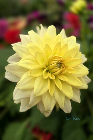 Fleurs в LOOKY. #растения,#растение,#красота,#красотавокругнас,#прекрасноерядом,#люблюцветы,#моифото,#сад,#looky,#looky_official,#looky_контент,#looky_цветы,#природа. Далия Dahlia- ботани...
