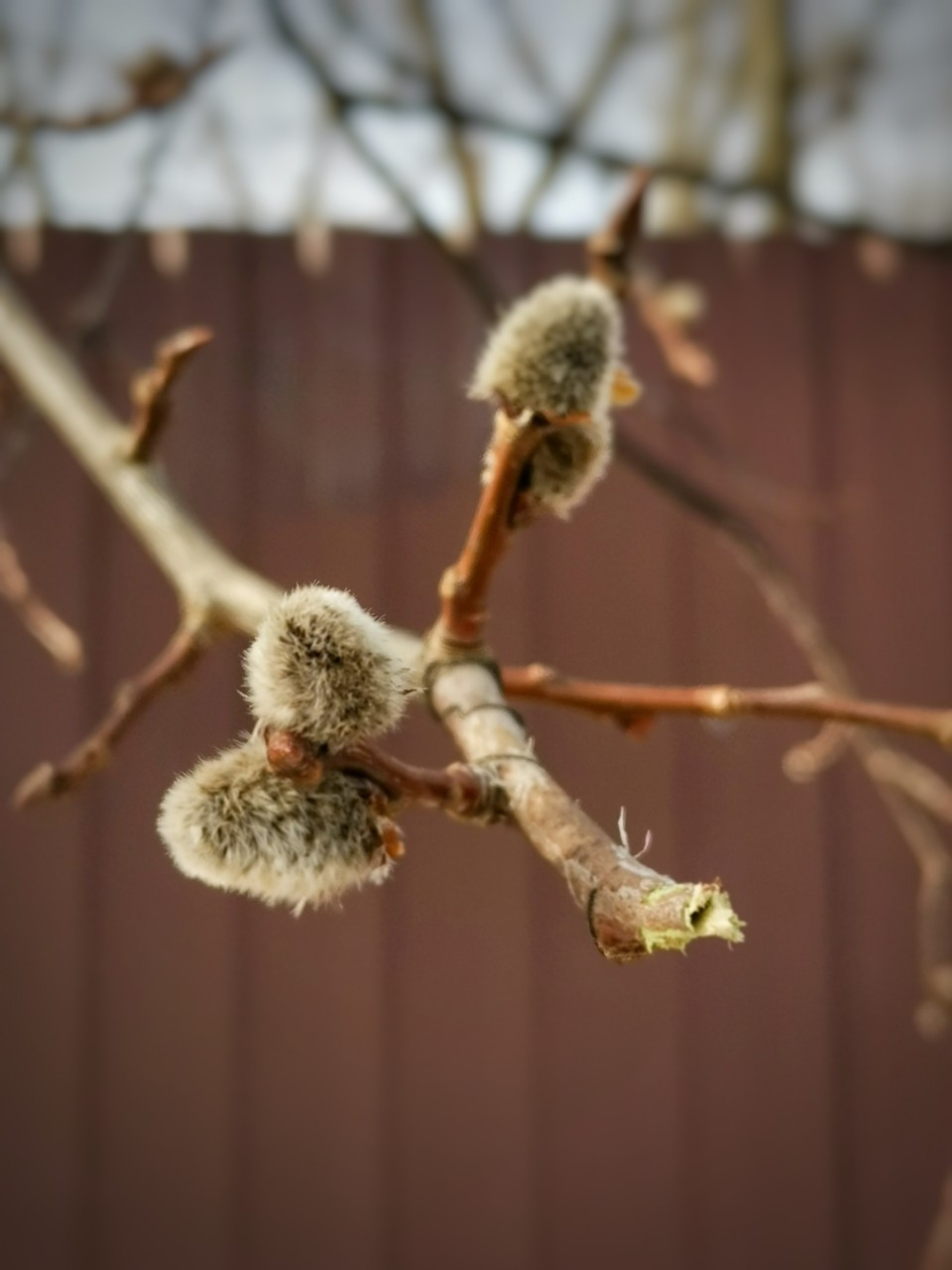 sakura1315 в LOOKY. #весна,#март,#природа,#photo,#nature,#looky,#looky_Top,#looky_official. ✨ Пушистики

#фото #...