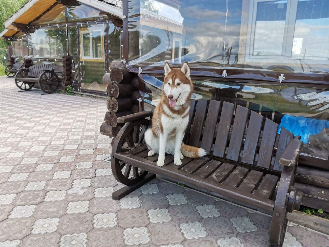 Константин Корзов в LOOKY. #хаски,#стая. Капуся🤗 #хаски #ста...