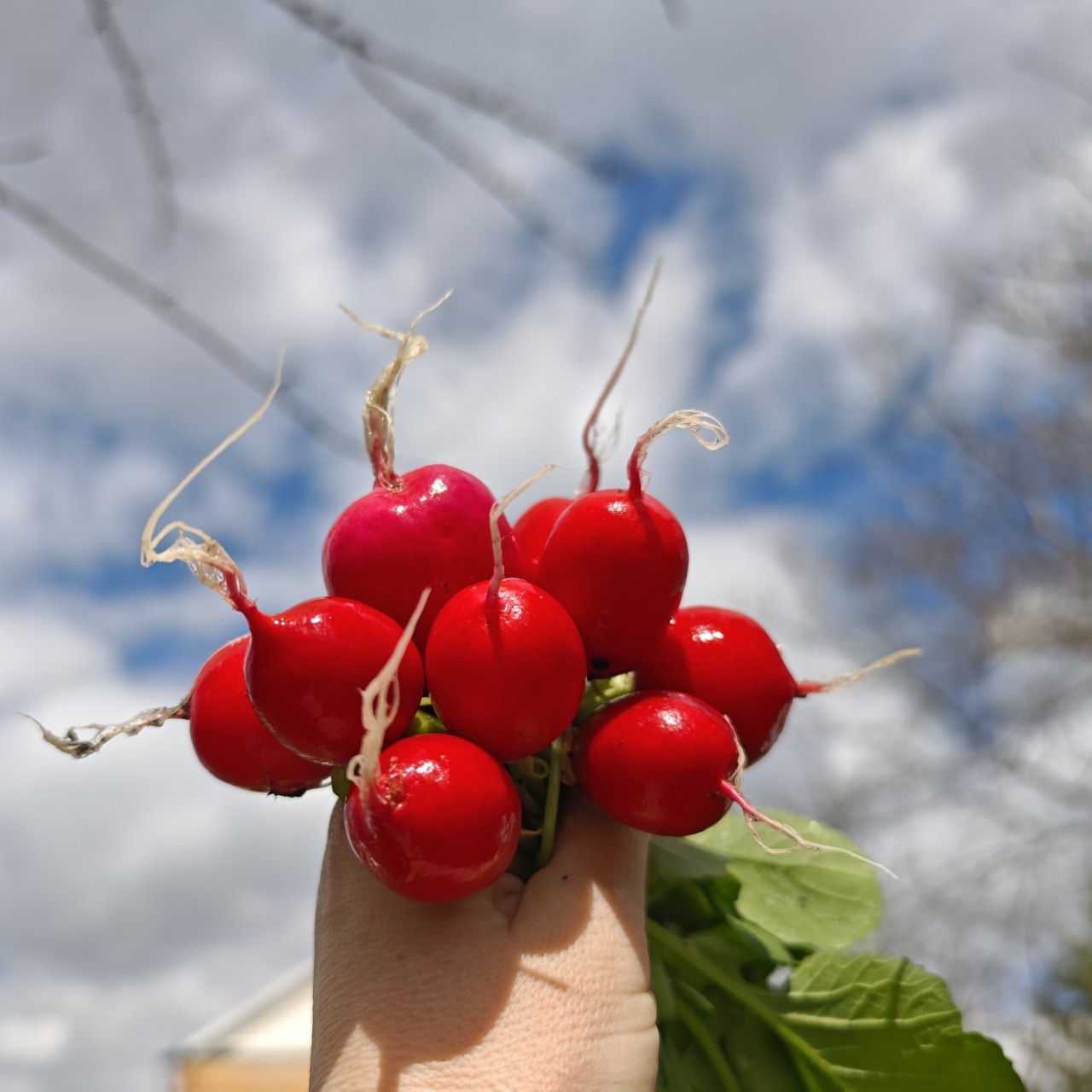 lomka в LOOKY — Первый урожай😋
