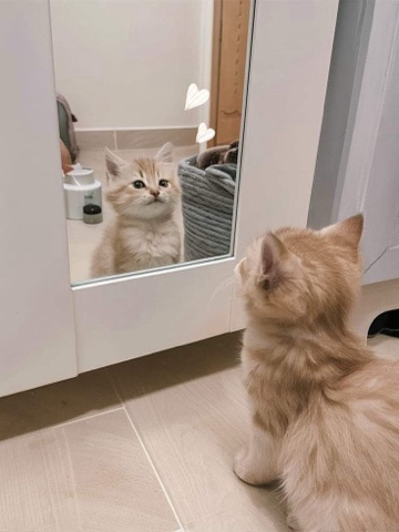 sl.cats в LOOKY. . 