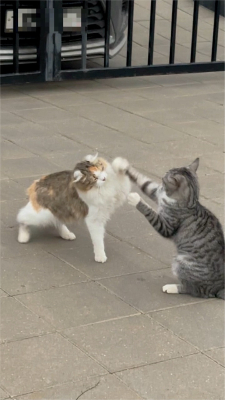 Jula-la в LOOKY. #кошка,#хулиганка. Разборки по-питерски...