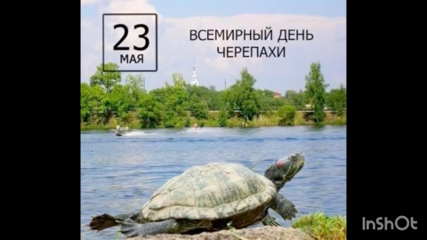 vero_music_ в LOOKY. . Из мира черепах 🐢

...