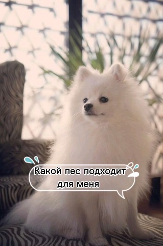 niutalisa в LOOKY. . Интересно, а клипы з...