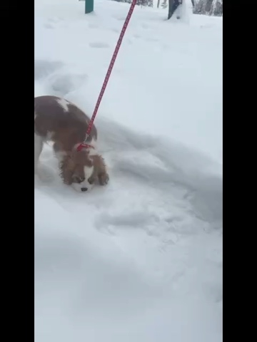 Светлана в LOOKY. . Первый снег ❄️ для А...