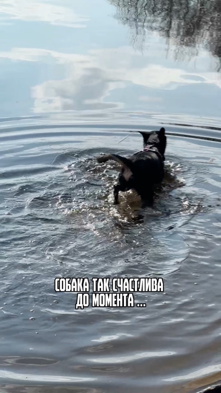 Зина и Майки in LOOKY. #219926965. Покупаться в озере -...