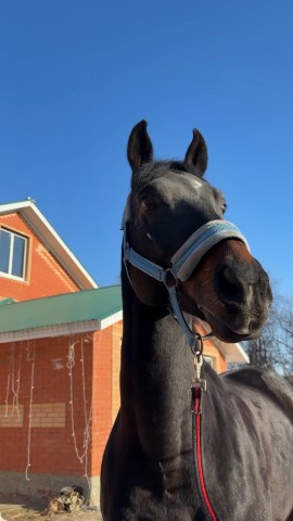 ulkurort в LOOKY. . Конно-спортивный клу...