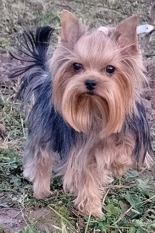 Love_Kelle в LOOKY. #моййорк,#йорк,#dog. Моя милая малышка #м...