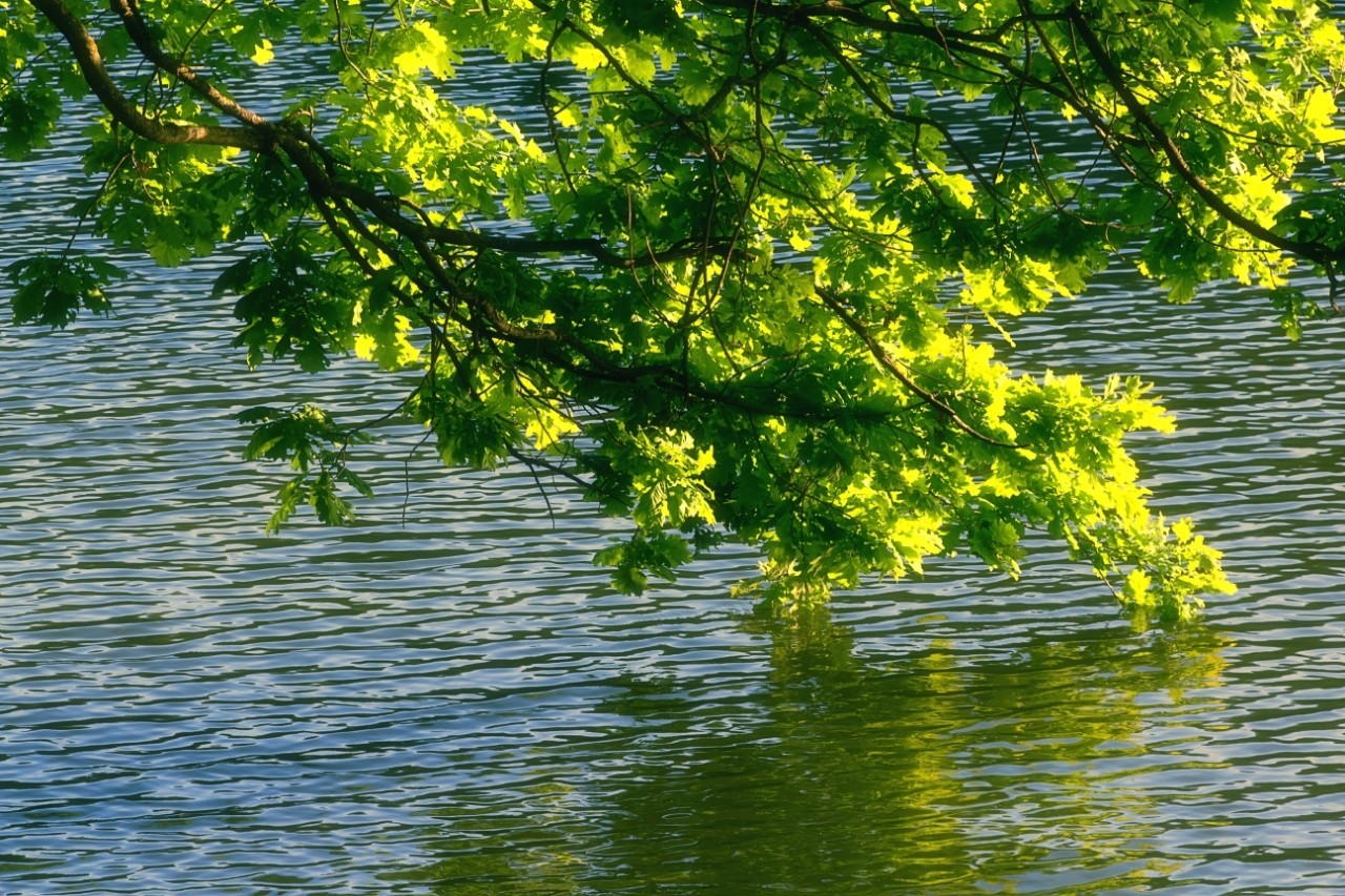poboruev_landscape in LOOKY. #природа,#вода,#река,#озеро,#лето,#весна,#зелень. Над водной гладью......