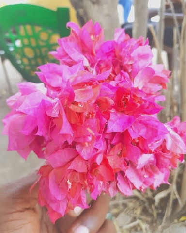 salmaalsayaad в LOOKY. #roses. What is it called in...