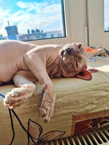 eva_sphynx_cat в LOOKY. #ева,#сфинкс,#sphynx,#донскойсфинкс,#кошка,#котики,#котэ,#лысая,#evasphynxcat,#мыизкотограмаlooky,#looky_official,#looky,#LOOKY_контент,#looky_you,#you. Привет, друзья! Всех...