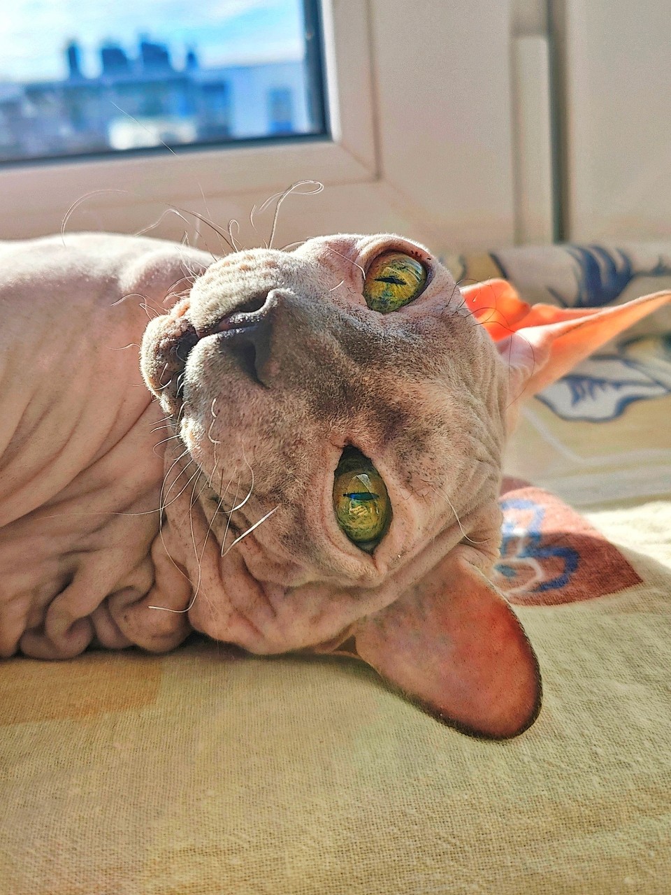 eva_sphynx_cat в LOOKY — фото 3