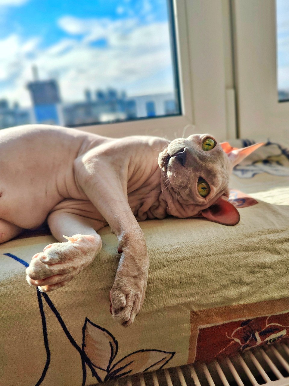 eva_sphynx_cat в LOOKY — фото 2