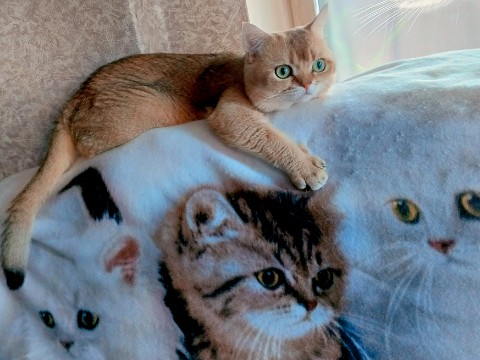 Asya в LOOKY. #котики#питомец#пирожочек#мажор#🫶🫶🫶. #котики#питомец#пиро...