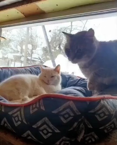 perederzhka_cat в LOOKY. . Такова жизнь😎