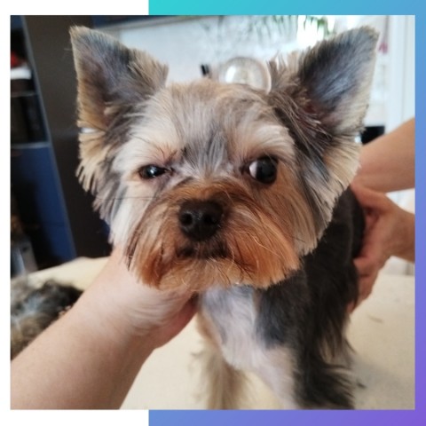 tanya.groomer в LOOKY. #Йорк,#йоркширскийтерьер,#йорик,#йоркомания,#стрижкайорка,#грумер,#янино,#питомец,#собака,#любимец. Что? Еще и мыться? У...