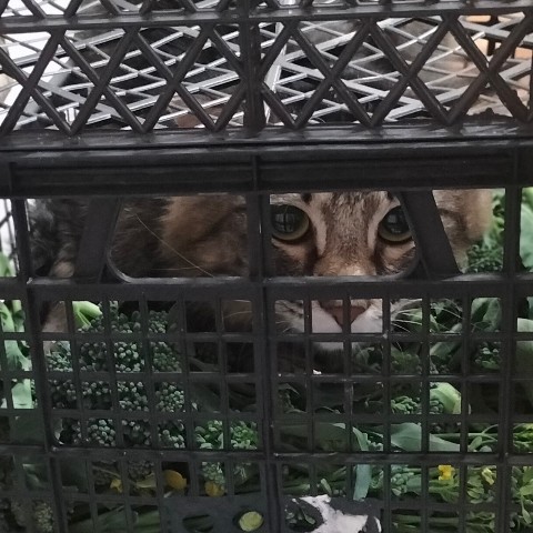 PetsStalkerS в LOOKY. #котики. А Ваши котики любят ...