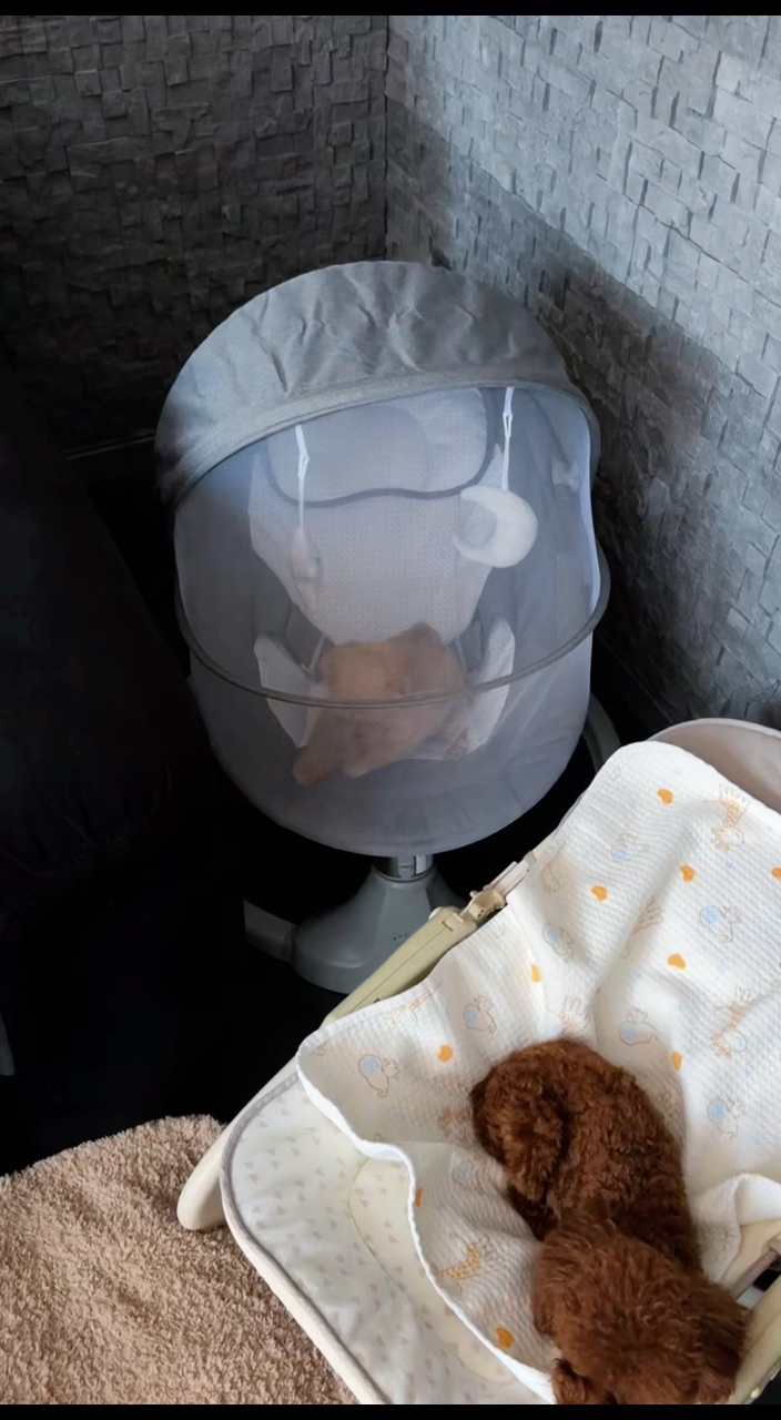 МАЛЬТИПУ ТЕДДИ ПУДЕЛЬ ШИТЦУ в LOOKY. . 