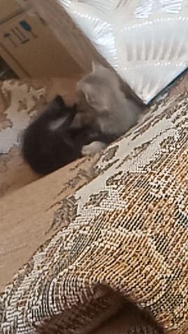Looky_1714987044831 в LOOKY. #котята. #котята