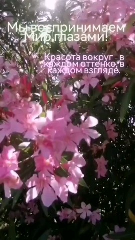Irina Ayhan в LOOKY. . 💚💚💚#окулайз- прод...