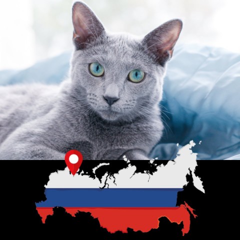 Damien в LOOKY. . Синий кот😘