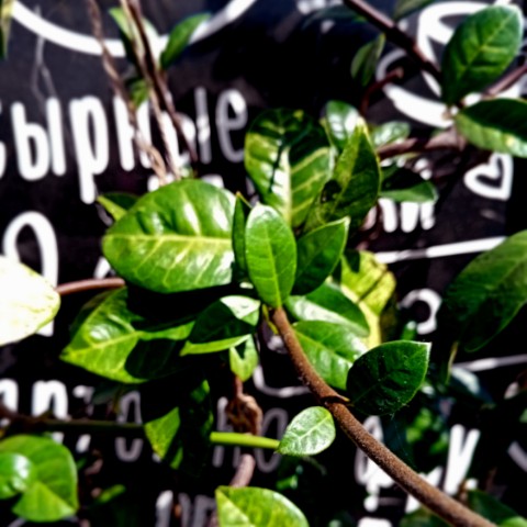 volkov в LOOKY. #цветы,#лето,#кафе,#flower,#природа. #цветы #лето #кафе #...
